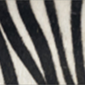 ZEBRA PANNA/NERO